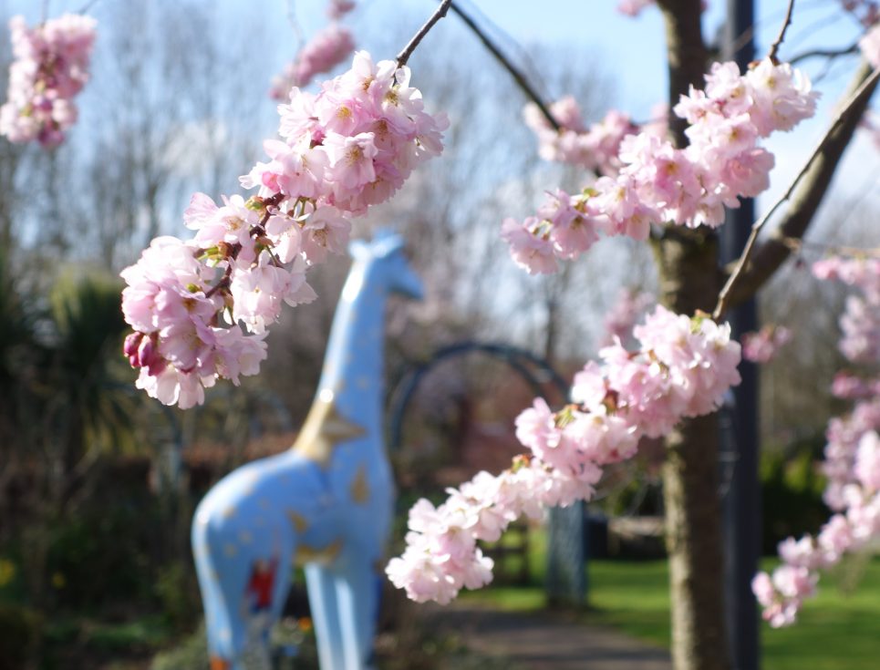 Cherry blossom and giraffe in the garden