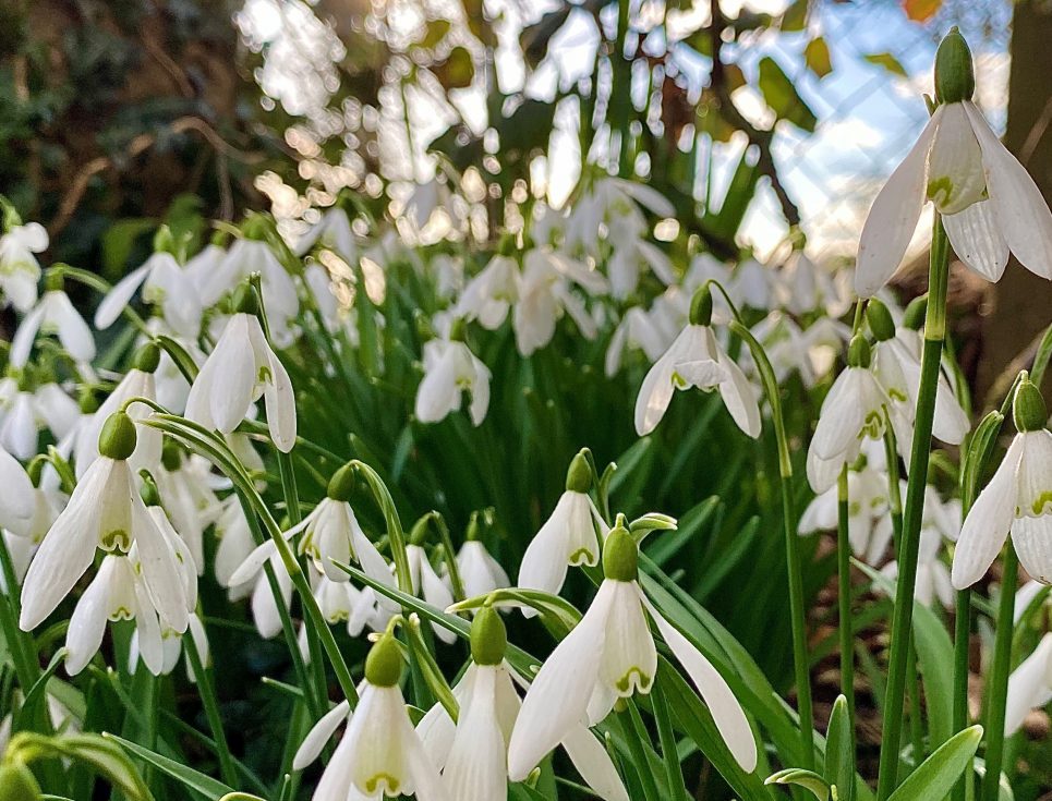 Snowdrops