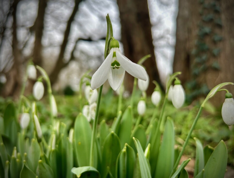 Snowdrops blooming with pretty white flowers.